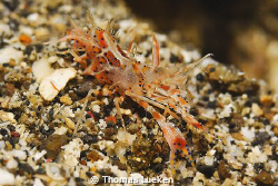 found in Lembeh; d200 by Thomas Lueken 